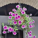 El Patio De Regina